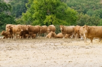 Picture of herd of limousin cattle