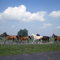 Picture of herd of Polish Arab mares and foals running at janow podlaski,