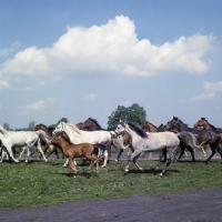 Picture of herd of Polish Arab mares and foals running