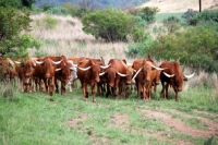Picture of Herd of rare Afrikaner cattle