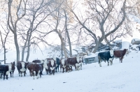 Picture of herd of Red and Black Baldy cattle in winter