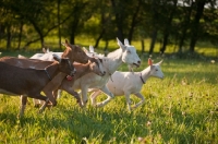 Picture of herd of Saanen and Alpine goats running in sunlit meadow