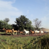 Picture of herd of Shagya Arab mares and foals running