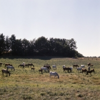 Picture of herd of Shagya Arabs grazing