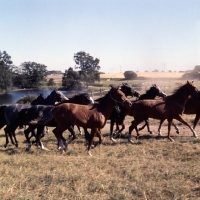 Picture of herd of Shagya Arabs running