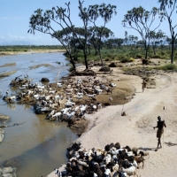 Picture of herd of sheep and goats on the bank of uaso nyiro river, kenya, doum palms
