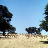 Picture of herd of springbok in the kalahari desert