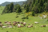 Picture of herd of swiss brown cattle