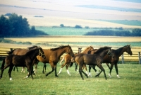 Picture of herd of trakehners in a field at weblesgrund