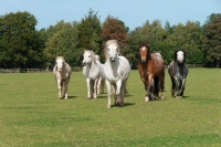 Picture of Herd of welsh mountain ponies in a green field