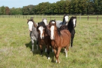 Picture of Herd of welsh mountain ponies in a green field