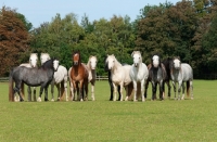Picture of Herd of welsh mountain ponies in a green field