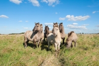Picture of Herd of wild konik ponies in green dry field