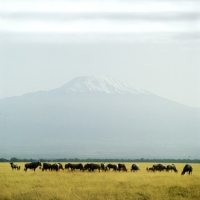 Picture of herd of wildebeest in amboseli np with mt kilimanjaro in background