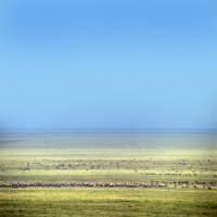 Picture of herd of wildebeest in serengeti np