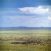 Picture of herd of wildebeest migrating in serengeti np