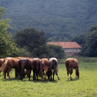 Picture of herd of Wurttemberger horses in field, back view grazing