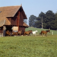 Picture of herd of Wurttemberger mares emerging from stable at marbach