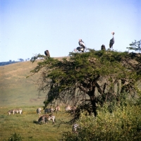 Picture of herd of zebra grazing