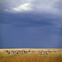 Picture of herd of zebras