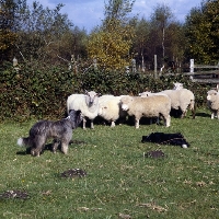 Picture of herding sheep