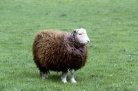 Picture of herdwick ewe at congres farm