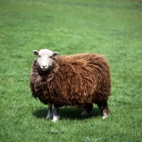 Picture of herdwick ewe standing in a field
