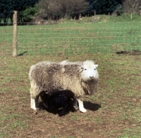 Picture of herdwick ewe with two lambs suckling