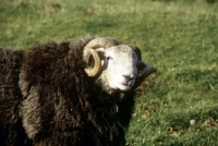 Picture of herdwick ram at cotswold farm park 