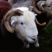 Picture of herdwick ram, head study