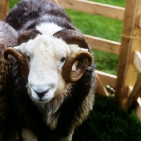 Picture of herdwick ram in lake district portrait