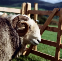 Picture of herdwick ram portrait