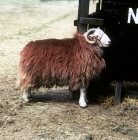 Picture of herdwick ram side view