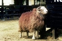 Picture of herdwick ram