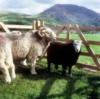 Picture of herdwick sheep in lake district