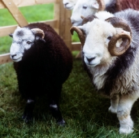 Picture of herdwick sheep in pen in lake district