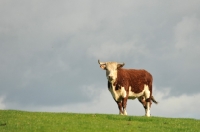 Picture of Hereford Bull