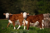 Picture of hereford calves