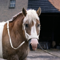 Picture of Herman van Halfweg,  Dutch Draught Horse, head shot