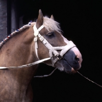 Picture of Herman van Halfweg, Dutch Draught Horse stallion head shot 