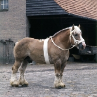 Picture of Herman van Halfweg, Dutch Draught Horse stallion full body 