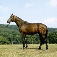 Picture of hermes, trakehner stallion,  at gestÃ¼t webelsgrÃ¼nd