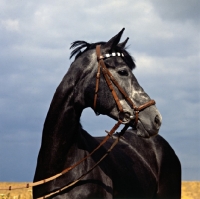 Picture of herzrÃ¶schen, trakehner mare head study against grey sky