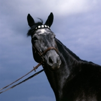 Picture of herzrÃ¶schen, trakehner mare head study against grey sky