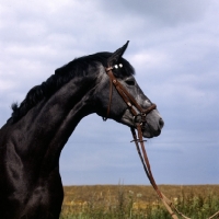 Picture of herzrÃ¶schen, trakehner mare head study