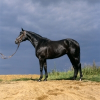Picture of herzrÃ¶schen, trakehner mare in sunlight against a grey sky