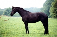 Picture of hessen horse side view