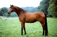 Picture of hessen horse