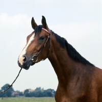 Picture of Hestra, East Friesian mare head and shoulders 