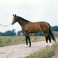 Picture of Hestra, East Friesian mare 